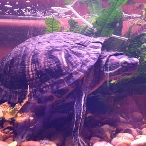 Meet your Posher, Iona